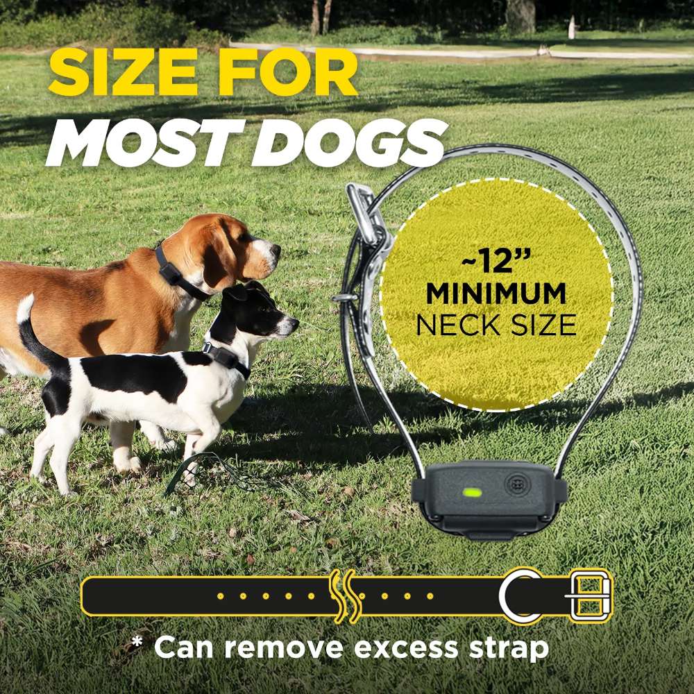 Dog barks outdoors wearing Dogtra iQ VIBE Dog Bark Control Collar, demonstrating its sound recognition sensor for accurate bark detection