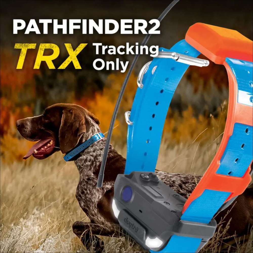 Dog in a field wears Dogtra Pathfinder2 TRX Extra Receiver Collar, showing its use for outdoor tracking and hunting