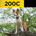 Dog wearing Dogtra 200C Compact 1/2 Mile Remote Dog Trainer 1 Dog System stands alert outdoors, showing real-life training use