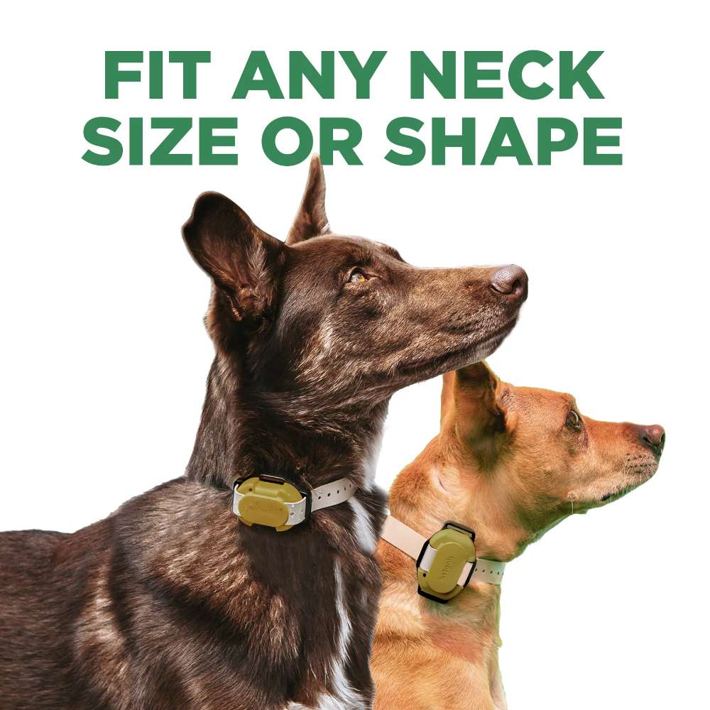 Dogtra CUE GEN2 400 Yard Dog Remote Trainer is shown on two dogs with different neck sizes, showing that the collar fits many neck shapes and sizes