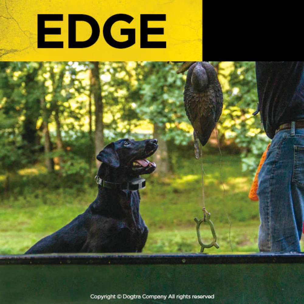 Dogtra EDGE 1 Mile Dog Remote Trainer Expandable shows a dog wearing the collar during outdoor training with a handler