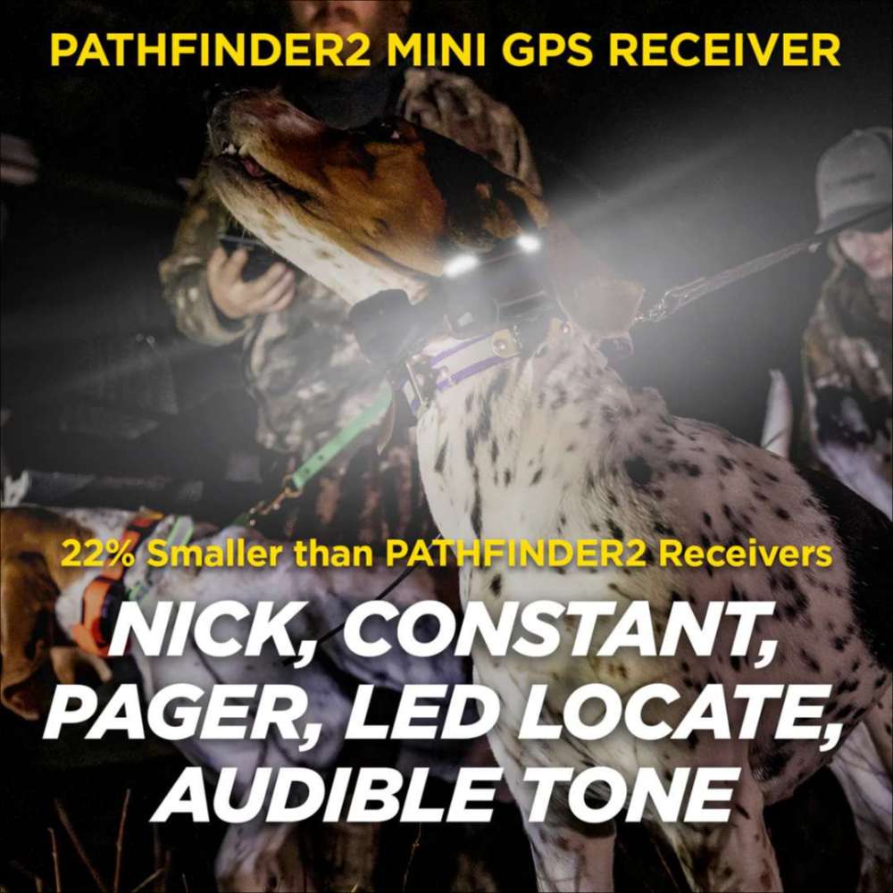 Dogtra Pathfinder2 Mini Additional Receiver is worn by a hunting dog at night, showing its smaller size and features like nick, pager, and LED locate