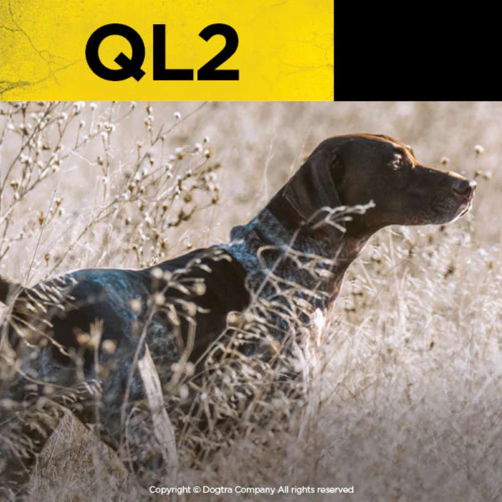 Dogtra QL2 Launcher is shown alongside a hunting dog standing alert in tall grass, illustrating its use in bird dog training scenarios