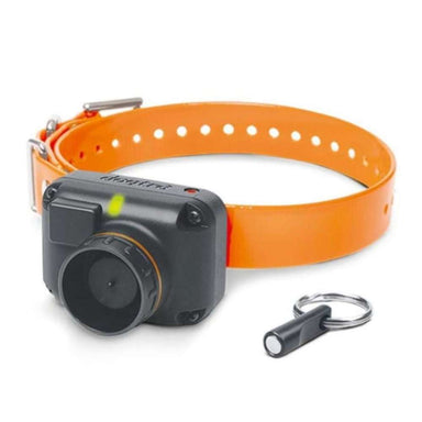 Dogtra STB Beeper Collar with its orange strap, compact black beeper unit, and a small magnetic key placed beside it