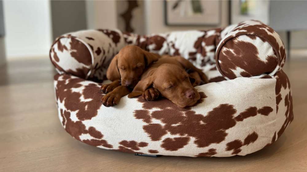 Durango Bowsers Double Donut Bed with brown-and-white cow print and thick cushioned bolsters for sleeping puppies