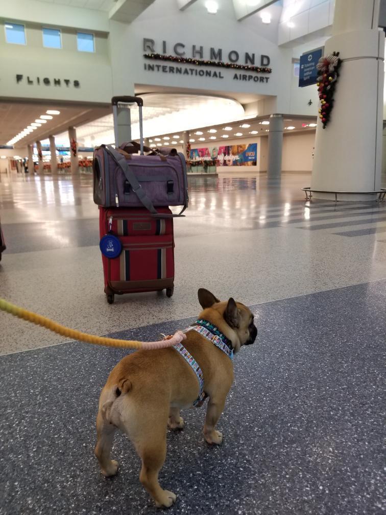 Mr. Peanut's Gold Series Airline Compliant Pet Carrier