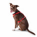GF PET Dog Travel Harness Red Welded D-ring Attach to Seat Belt Tether