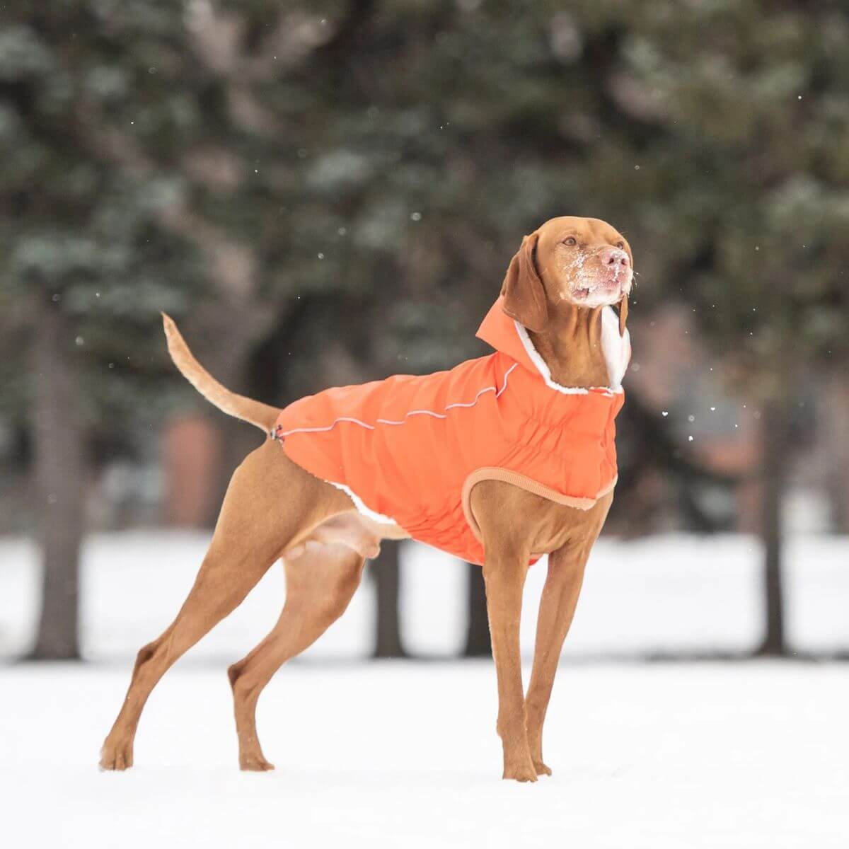 GF PET Insulated Dog Raincoat Orange 