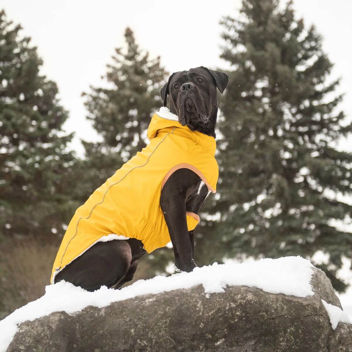GF PET Insulated Dog Raincoat Yellow Reflective