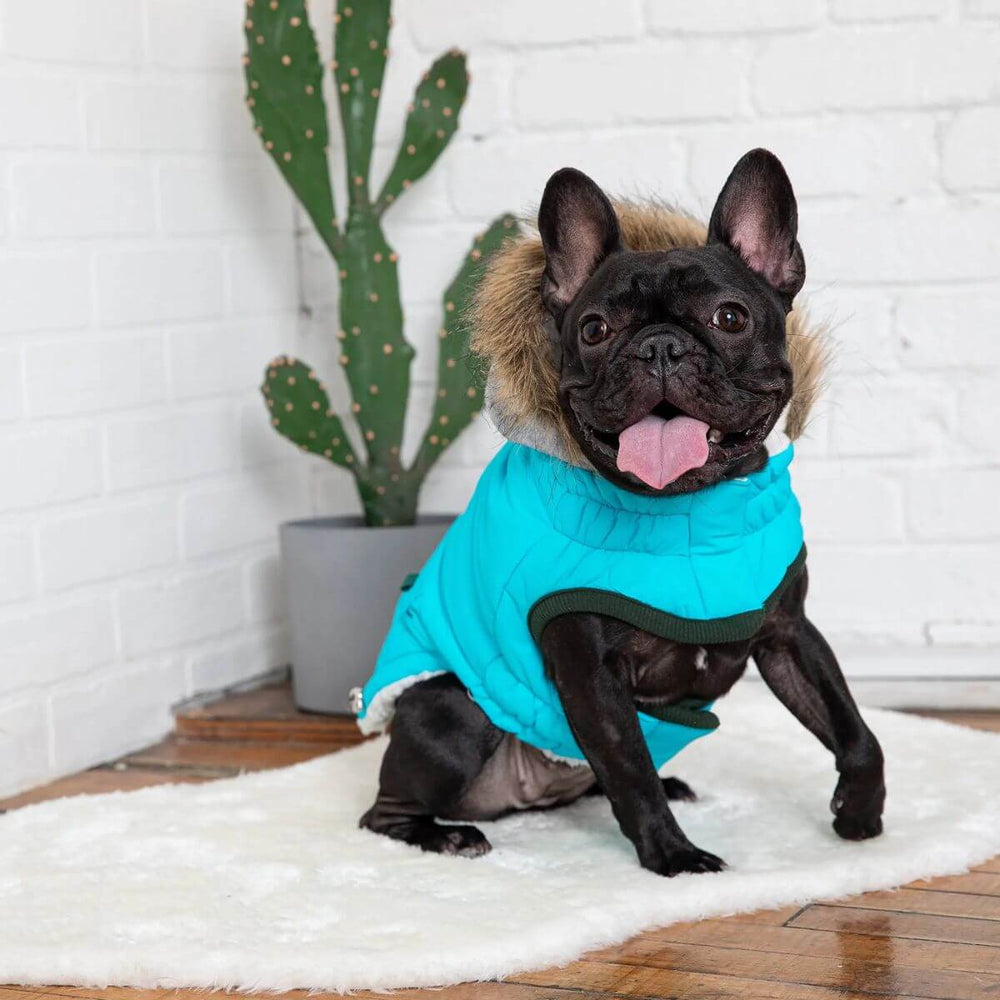 GF PET Winter Sailor Dog Parka Aqua Contrast Piping