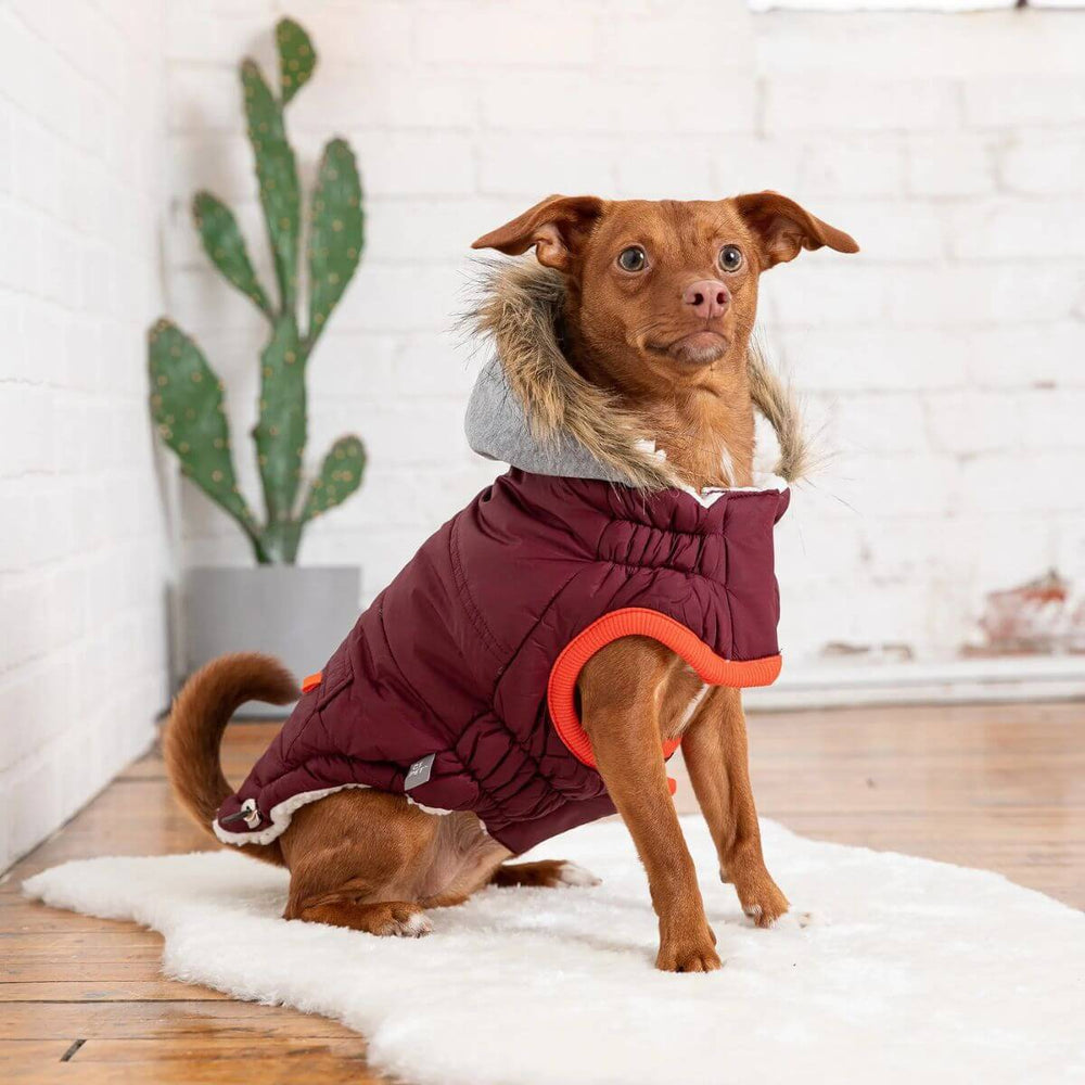 GF PET Winter Sailor Dog Parka Burgundy Contrast Piping