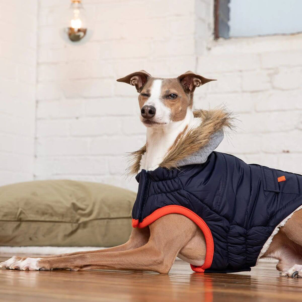 GF PET Winter Sailor Dog Parka Navy Contrast Piping