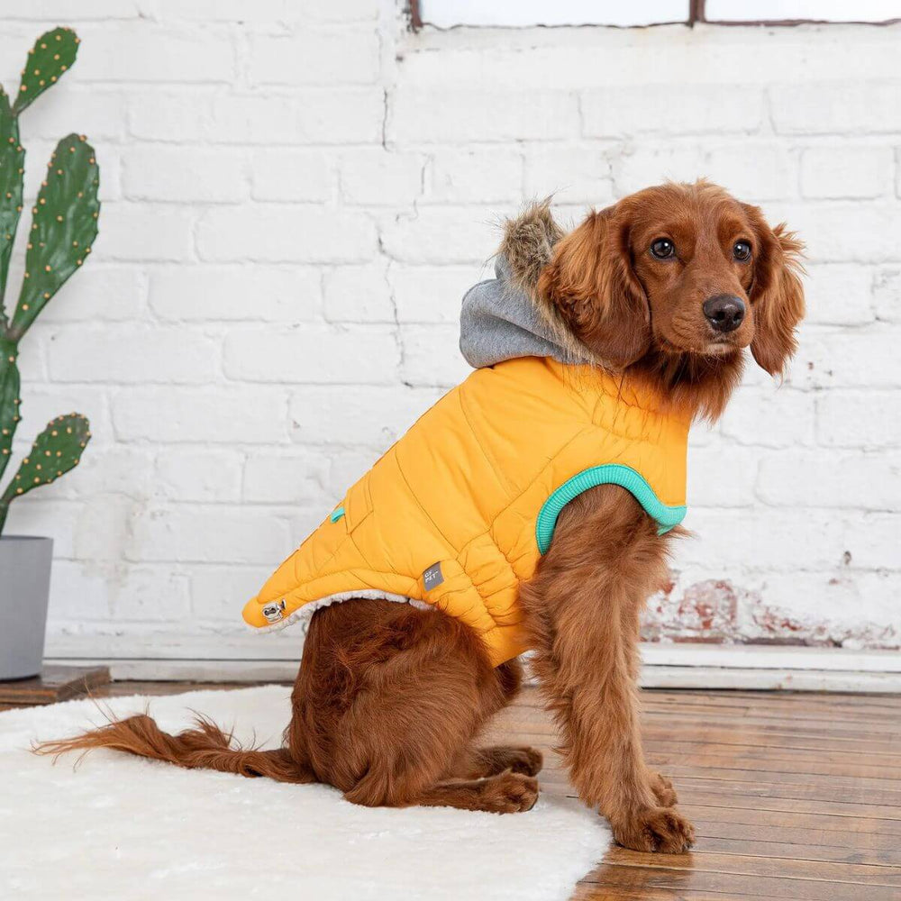 GF PET Winter Sailor Dog Parka Yellow Contrast Piping