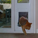Ginger cat exiting through the Security Boss Standard Lockable Patio Pet Door in a window frame