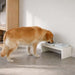 Golden retriever eats from one of two white bowls on a double Bowsers Fresco Wood Feeder in a clean indoor room