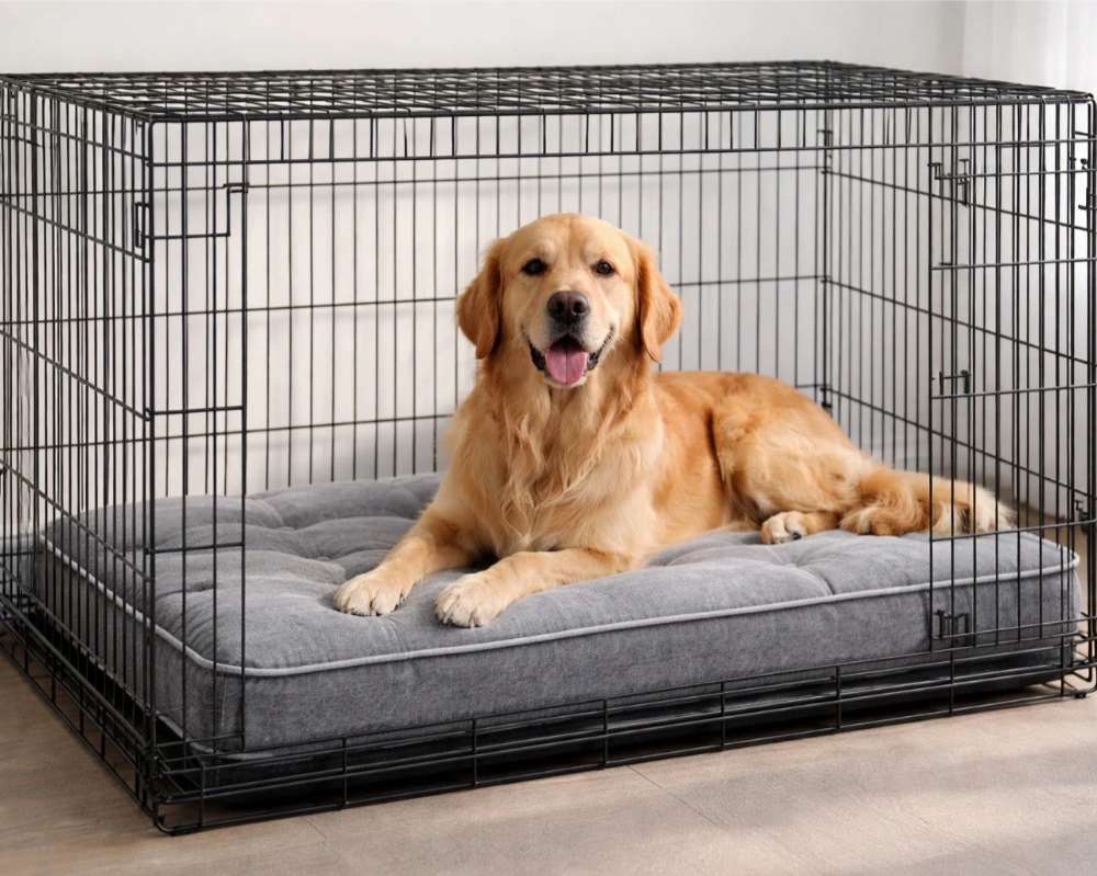 Golden retriever lies comfortably in a large wire crate on the plush gray Bowsers Luxury Crate Mattress Dog Bed