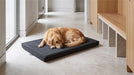 Golden retriever rests comfortably on Bowsers Cool Gel Memory Foam Mattress placed on a modern tile floor near a hallway