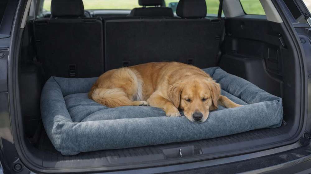 Golden retriever sleeps peacefully in the back of an SUV on the blue Bowsers Tango Multi Dog Bed
