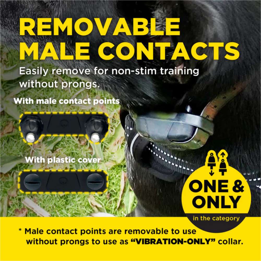 Graphic explains Dogtra 280X/200iQ Additional Receiver has removable contact points for vibration-only or stimulation training