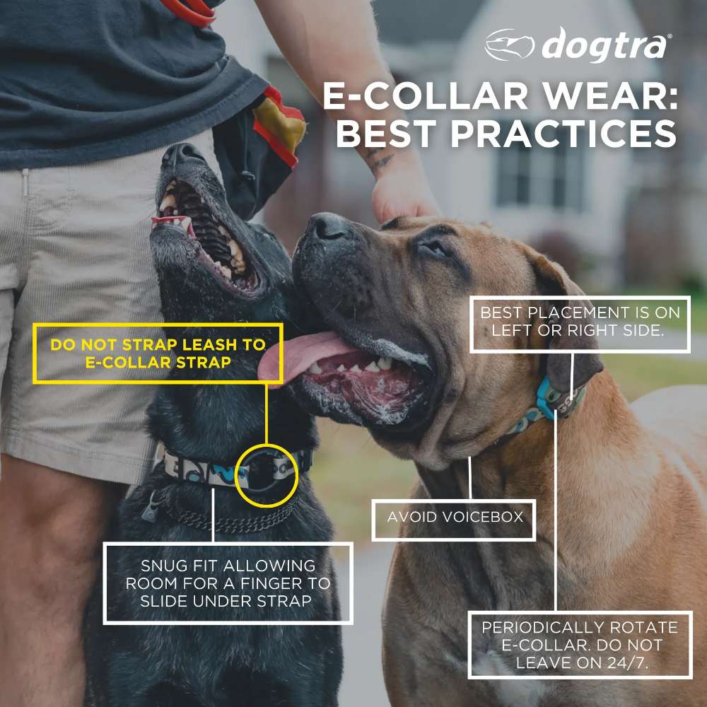 Guide image shows proper e-collar placement and safety tips for Dogtra 1902S Handsfree Plus Boost & Lock Dog Remote Trainer