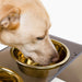 Hiddin Bronze Double Bowl Pet Feeder With Two Dog Bowls