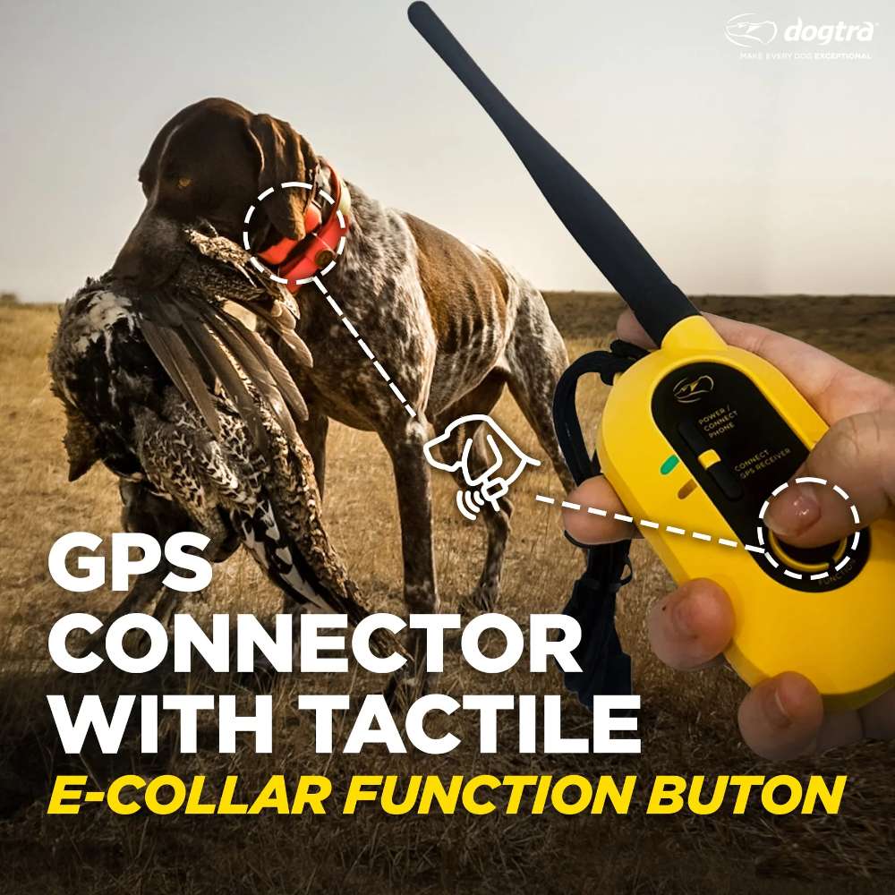 Hunting dog carries a bird while a person holds the remote, highlighting the tactile button control of Dogtra GPS Pathfinder2 E-Collar 9 Mile Range