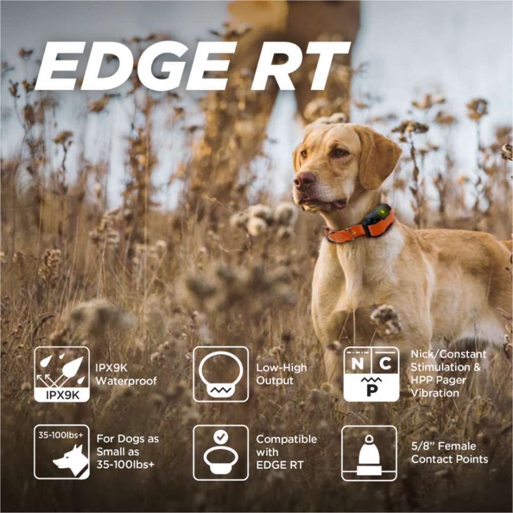 Hunting dog in a field wears Dogtra EDGE RT Additional Receiver, with icons highlighting waterproof and training features