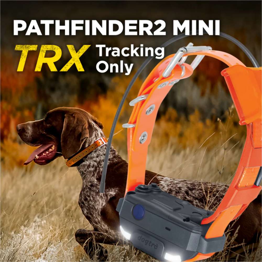 Hunting dog in a grassy field wears a bright orange Dogtra Pathfinder2 Mini TRX Additional Receiver collar with a visible GPS tracking unit and antenna