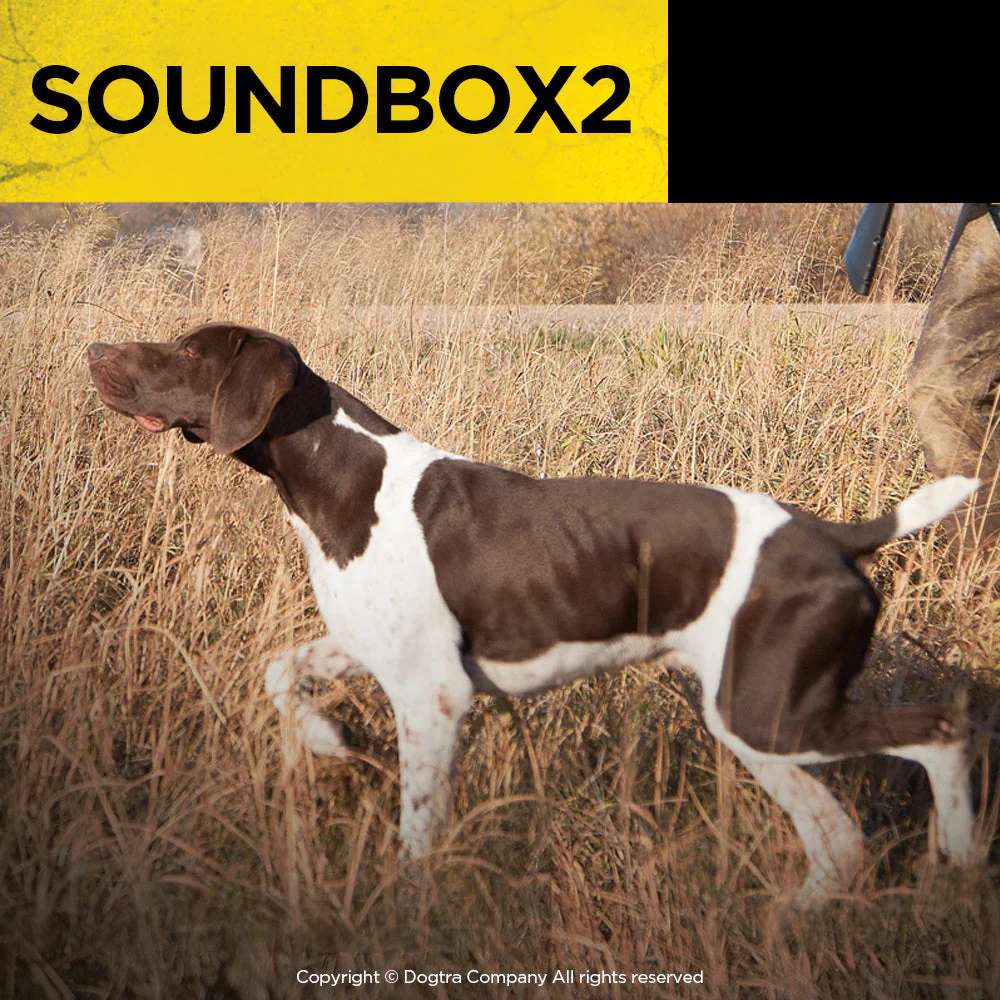 Hunting dog stands alert in a grassy field while Dogtra Soundbox2 Dog Training Tool is introduced as a remote sound device for pet training