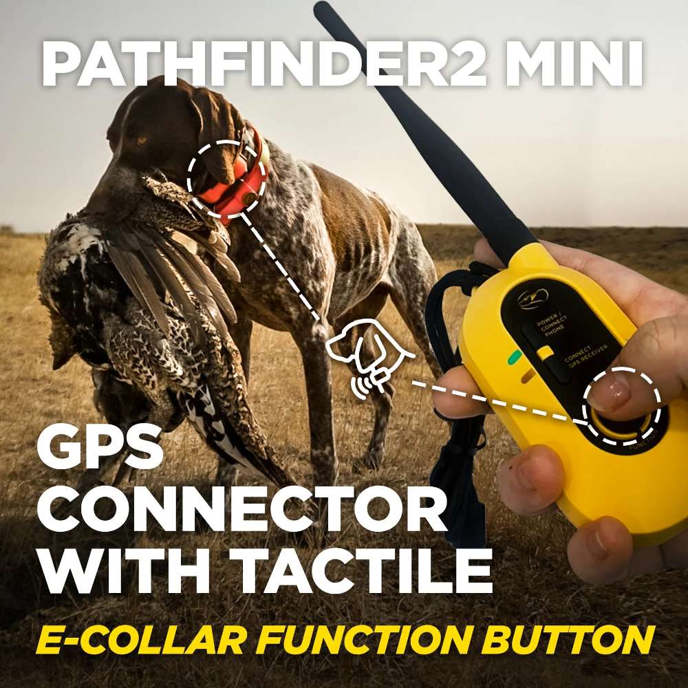 Hunting dog wearing a collar retrieves a bird while a handheld device shows a button press, demonstrating Dogtra Pathfinder2 Mini GPS E-Collar GPS connector and control