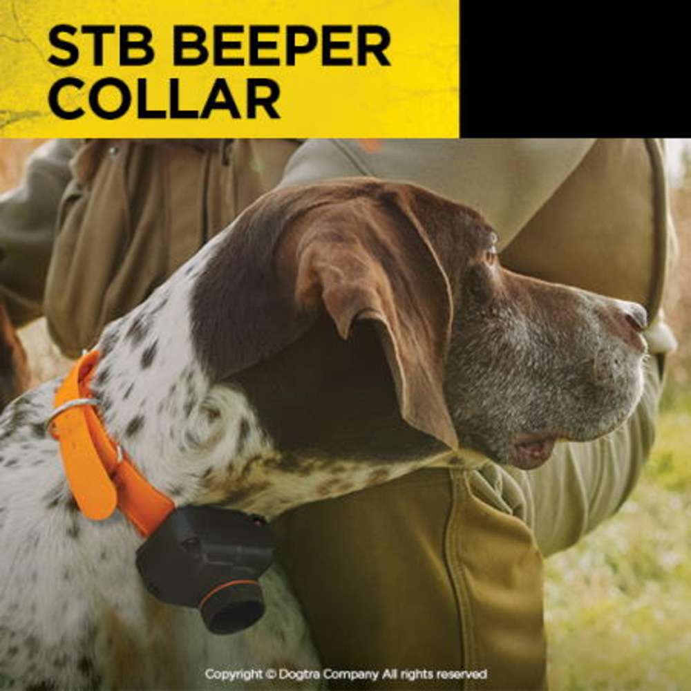 Hunting dog wears Dogtra STB Beeper Collar, showing its fit and use outdoors