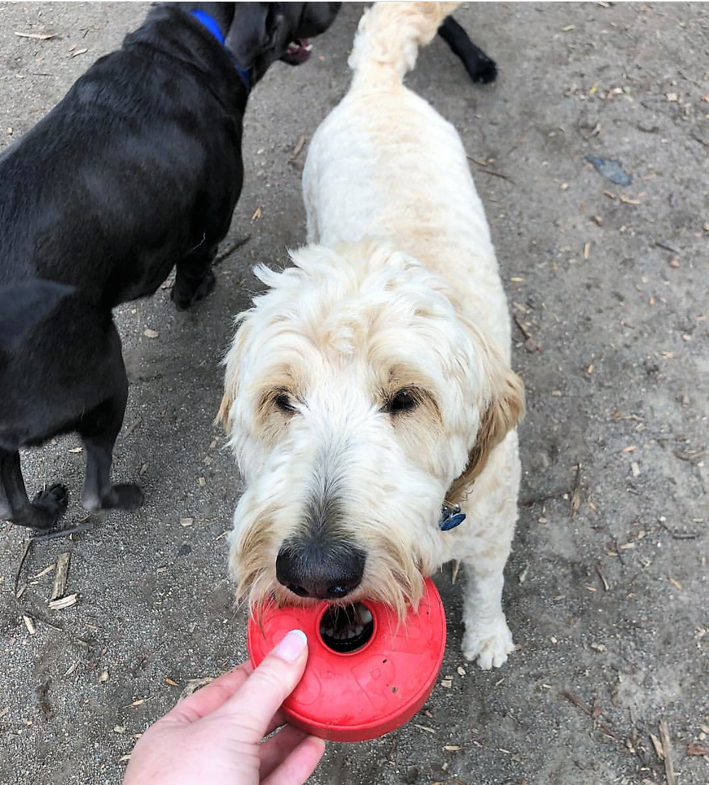 Life Ring Durable Rubber Chew Toy & Treat Dispenser