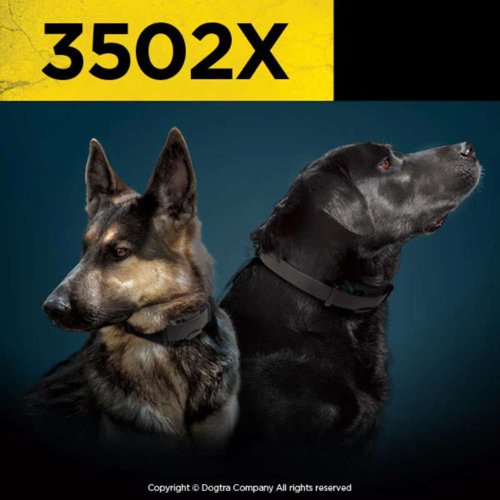 Image of Dogtra 3502X Dual System 1.5 Mile 2 Dog Remote Trainer Expandable shows two dogs wearing the training collars