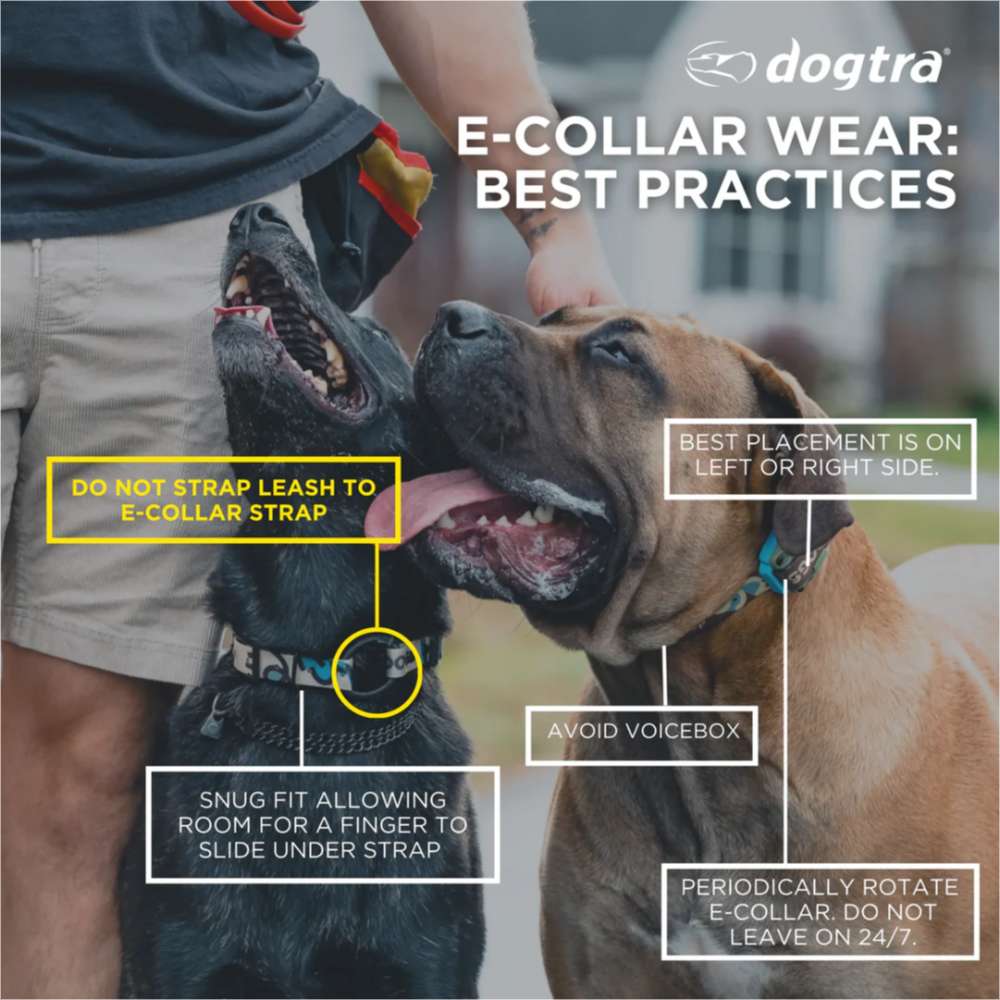 Instructional image shows proper neck placement of Dogtra 280X/200iQ Additional Receiver with a snug fit away from the throat