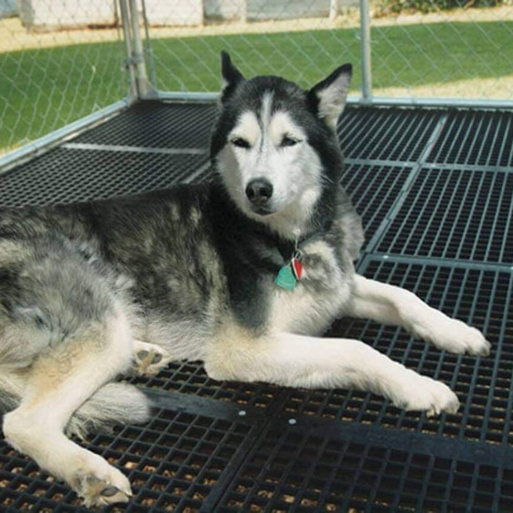 Dog kennel clearance mats