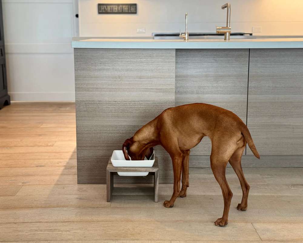 Large brown dog eats comfortably from the elevated Bowsers Fossil Artisan Wood Feeder Single in a modern kitchen