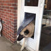 Large dog using the Security Boss MaxSeal Lockable Patio Dog Door Insert, which is installed in a patio door, allowing for secure and convenient pet access