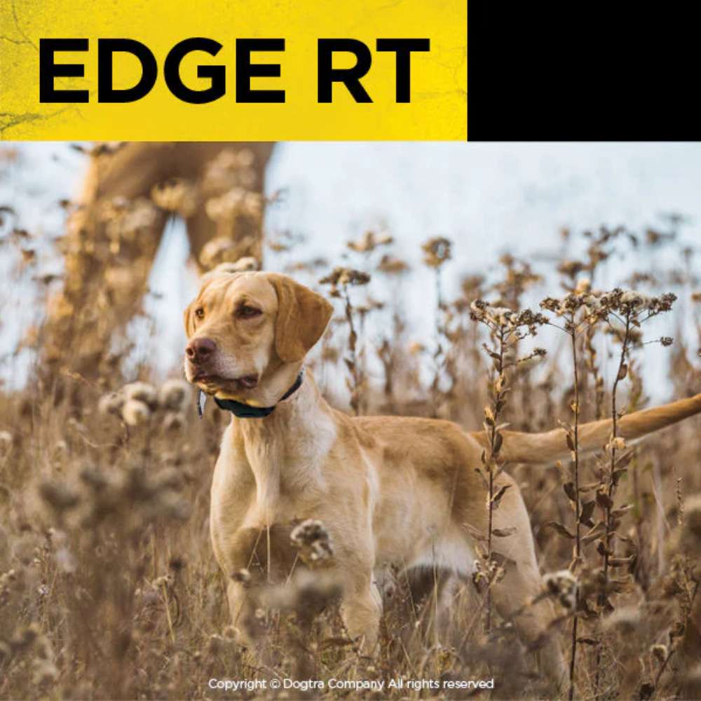 Lifestyle image of Dogtra EDGE RT 1 Mile Expandable Dog Remote Trainer shows a dog wearing the collar while standing alert in an outdoor field