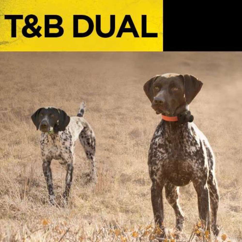 Outdoor scene of Dogtra Train/Beep 1.5 Mile 2 Dog Remote Trainer shows two hunting dogs wearing collars in a field