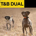Outdoor scene of Dogtra Train/Beep 1.5 Mile 2 Dog Remote Trainer shows two hunting dogs wearing collars in a field