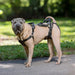 PetSafe CareLift Dog Rear Harness Medium Full Body Harness Black Brown Actual