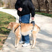 PetSafe Solvit CareLift Full Body Harness Actual