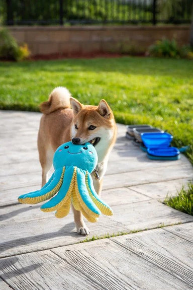 https://puppyfeverpro.com/cdn/shop/files/Petique-Opal-the-Octopus-Dog-Toy-Actual-min_384x577.jpg?v=1689422828