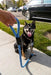 Petique Tug Control Dog Leash with Reflectors & Shock Absorber Elektric Blue