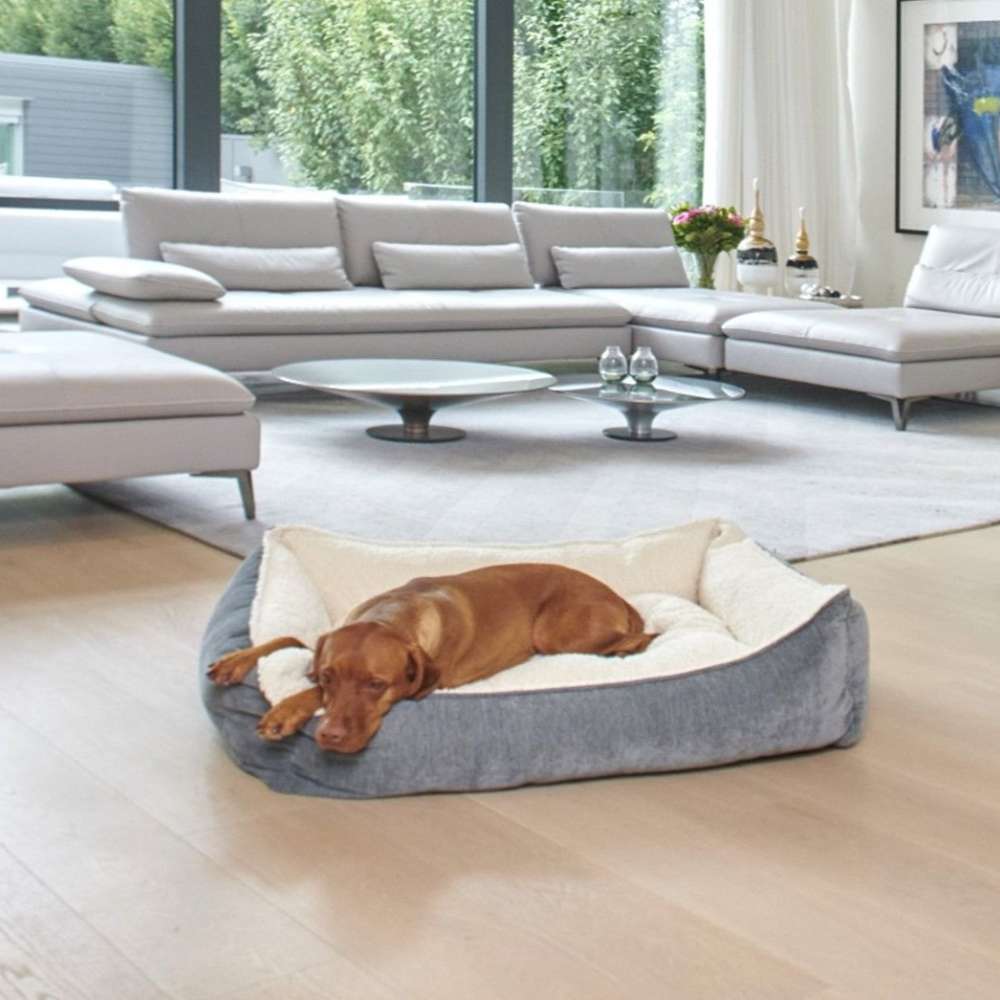 Pumice Bowsers One Of A Kind Scoop Dog Bed shows a brown dog lying comfortably in the bed placed in a bright living room with modern furniture