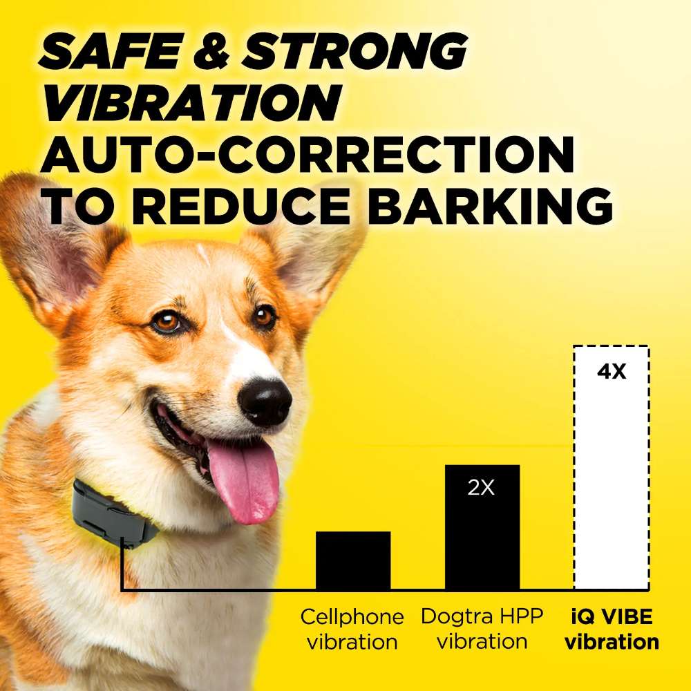 Puppy wears Dogtra iQ VIBE Dog Bark Control Collar, showing its three adjustable vibration levels for training