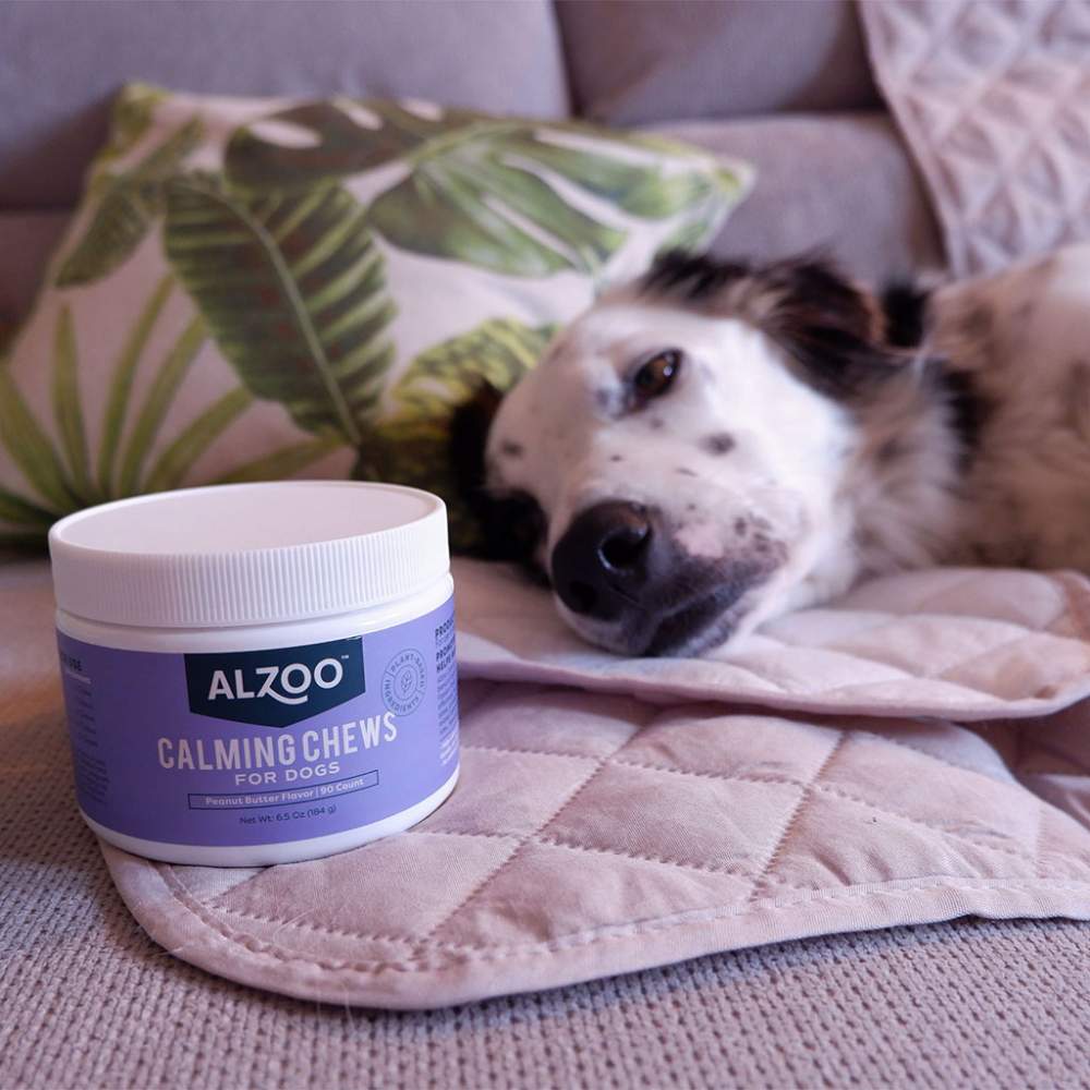 Relaxed dog lying on a couch next to a container of ALZOO Plant-Based Calming Soft Chews