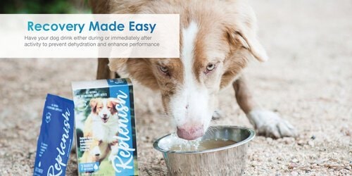 Replenish Dog Water Supplement 10 Packets Recovery Made Easy