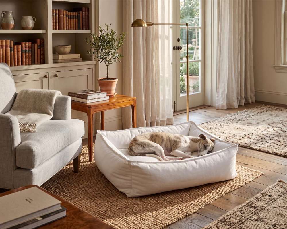 Sleeping dog rests peacefully in a soft white Bowsers B Lounge Dog Bed placed in a bright and cozy living room