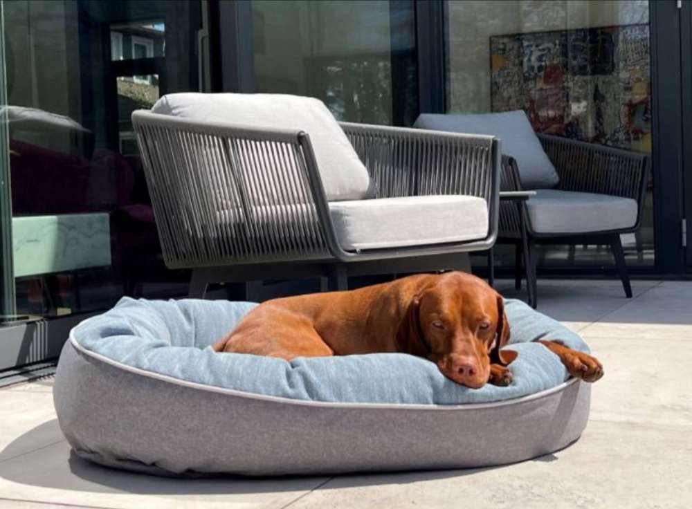 Sleepy brown dog relaxes outdoors on a plush Bowsers Ovie Dog Bed beside modern patio furniture